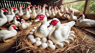 Muscovy Duck Eggs Harvesting Process  Raising 1000 Muscovy Ducks For Eggs [upl. by Hett]