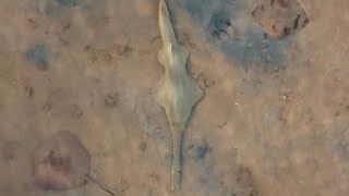 Critically endangered SAWFISH in Exmouth Gulf [upl. by Gamages]