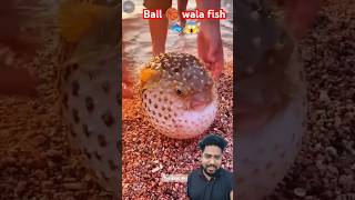 Wow Ball 🏀 fish 🐠🐟😱 fish pufferfish aquarium thefishfans fishing puffe ocean animals shorts [upl. by Sky]