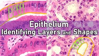 Identifying Layers and Shapes  Epithelium [upl. by Ahsemat]