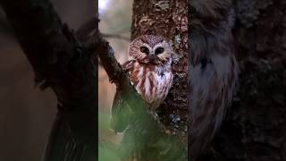 I finally got to watch this saw whet owl for more than a few minutes owl owllove birdofprey wild [upl. by Cosette]