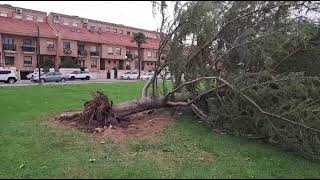 El viento arranca un árbol en Lardero en la zona de Villa Patro [upl. by Ynehpets121]