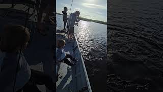 Tarpon fun with Swamptosea evergladesnationalpark everglades tarpon [upl. by Euqinaj]