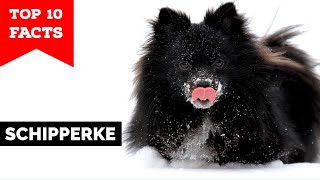 Schipperke  Top 10 Facts [upl. by Ahsai]