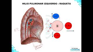 TÓRAX Pulmones  ABDOMEN  Anatomía Humana parte 6 FÁCIL  Ciencias básicas  USAMEDIC [upl. by Gasser719]