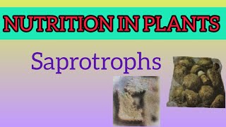 Saprotrophs Nutrition in Plants Class 7 Science NCERT By Vandana [upl. by Atnuhs]