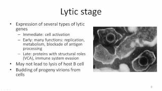 EBV Viral latency [upl. by Anirtek]