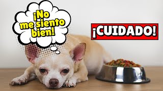 ¿Tu perro está enfermo Descubre las 10 señales que no puedes ignorar [upl. by Loleta]