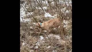 Labradoodle and dachshunds hunting [upl. by Lavery813]