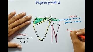 Supraspinatus Muscle  Origin Insertion Innervation Action  Anatomy [upl. by Wattenberg620]