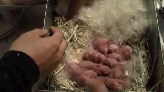 NZW Meat Rabbit Litter AH  Day 99 3102012 Replacement Litter AP [upl. by Crin579]