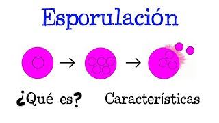 💥 ¿Qué es la Esporulación 💥 Fácil y Rápido  BIOLOGÍA [upl. by Ives]