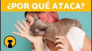 ¿Por qué mi GATO se ha vuelto AGRESIVO 🐱💥  5 Causas de la AGRESIVIDAD en GATOS [upl. by Naihs]