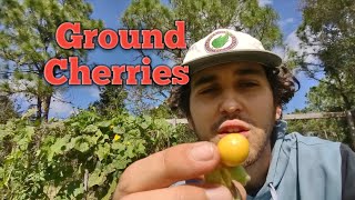 Ground Cherry Taste Test amp Review [upl. by Nemrac673]