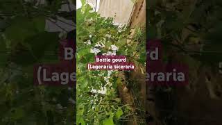 Bottle Gourd Lagenaria siceraria vegetable cultivationcucurbits cultivationHorticulture Agri [upl. by Dustin]