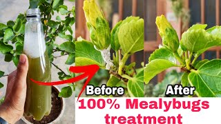 100 Mealybugs treatment How to remove white mealybugs from hibiscus save plants from insects [upl. by Aloiv375]