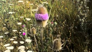 Teasel [upl. by Knute]