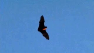 Slow Motion Bats Flying at Dusk 300fps Casio EXF1 V13221 [upl. by Apur]