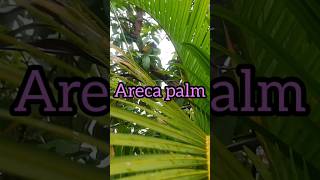 Areca palm care Tips🌴areca palm plantscareplantslover YouTube shorts trending video🌴💐 [upl. by Issy]