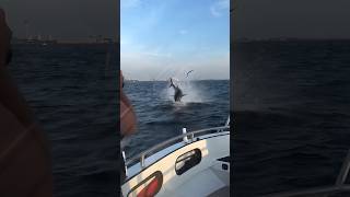 Giant Tuna leaps out of nowhere almost hits the boat tuna bluefintuna [upl. by Tegdirb]