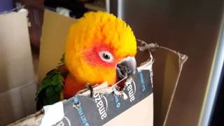 Birdie The Sun Conure Parrot [upl. by Siroved]