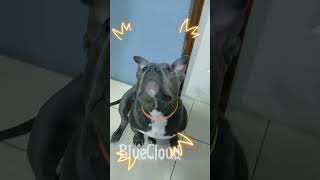 bluecloud americanbully party neon puppy [upl. by Zilef29]