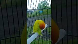 Lovebird Jantan Gestang🙈🤭short shorts shortvideo birds burung lovebirds lovebird fypp fyp [upl. by Nodyarg451]