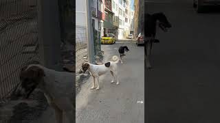 YAPILAN HERSEYI ALLAH IZLIYOR ‼️‼️😭 köpek yaşat kedi yasayıgeriçek [upl. by Zobkiw988]