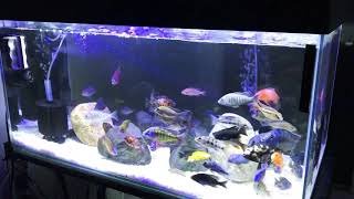 Malawi Cichlids Aquarium with Sunsun UV Sterilizer Filter JUP01 [upl. by Neda]