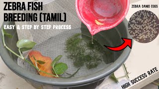 Zebra Fish Breeding Tamil  Simple amp Easy Method [upl. by Mikaela]