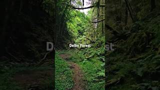 Dalby Forest forest walk sunday [upl. by Idnerb]