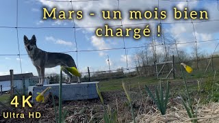 4K  Mars un mois bien chargé  greffage semis mécanique [upl. by Drona]