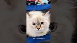 Cute Cats  Persian Cats  Baby cats mini Vlog  Cats Funny Videos  Cats fighting cute cats [upl. by Marelda709]