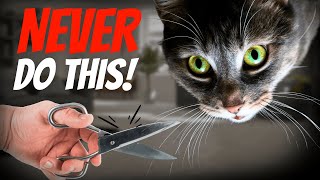 10 Unbelievable Facts About Your Cat’s Whiskers [upl. by Nnaihs]