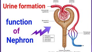 Structure and function of Nephron urine formation in kidneysolute and solvent balancenephron [upl. by Boonie]