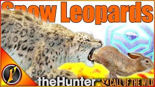 Snow Leopard Hunts  Trophies of EVERYTHING ELSE Apparently  Call of the Wild [upl. by Leslee345]