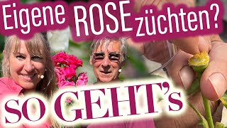 Rosen züchten  Rosen ziehen  Rosen selber vermehren RosenMeister John Scarman erklärt wie [upl. by Enitsirhk62]