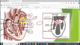 2Valvular Heart Disease [upl. by Tuttle]