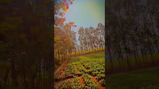 New video agriculture nature farmrlief agriculturefarming farmer forstwirtschaft farming [upl. by Eenafit382]