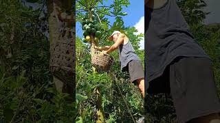 Harvesting papaya fruit farmlife satisfying harvest fruit papaya shortvideo shorts [upl. by Ahsila969]