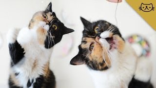 Exotic Shorthair Cat Has Flatface Problems [upl. by Robert]