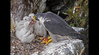 Peregrine Falcon Nesting 4k HQ [upl. by Behah]