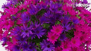 Fresh New Senetti Varieties and Combos [upl. by Ettennan532]