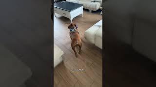 youtubeshorts staffie dogbreed staffy staffy [upl. by Johansen442]