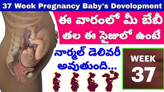 గర్భం 37వ వారం  37th Week of Pregnancy Symptoms Changes amp Baby Development  37th Week of Pregnancy [upl. by Lette]