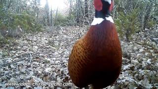 Faisans  Bushnell Trophy cam HD 119437 [upl. by Gaul]