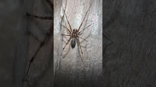 Megalepthyphantes Nebulosus Spider In Mid November spiders arachnids nature [upl. by Attennyl]