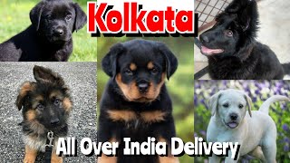 Dog Sale in Kolkata ❤️ Wholesale Price Puppies all India Delivery 🚚 [upl. by Nit188]