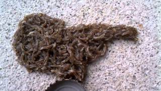 Gnat Larvae quotBugsquot in my driveway [upl. by Niwrek695]