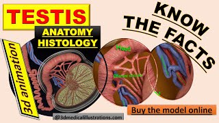 Testis cut section labelled detail httpsmedical3dmodelscom [upl. by Weide]